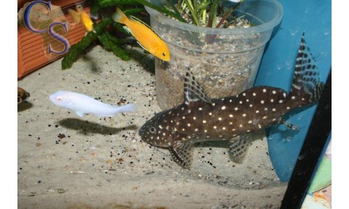 Synodontis angelicus